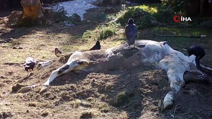 İneği yiyen ayı, kalanını toprağa gömdü, o anlar foto kapana yansıdı