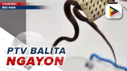 25 iba't ibang uri ng reptiles, nasabat ng BOC-NAIA