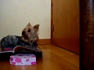 l'atitude de mon chien avant de se promener