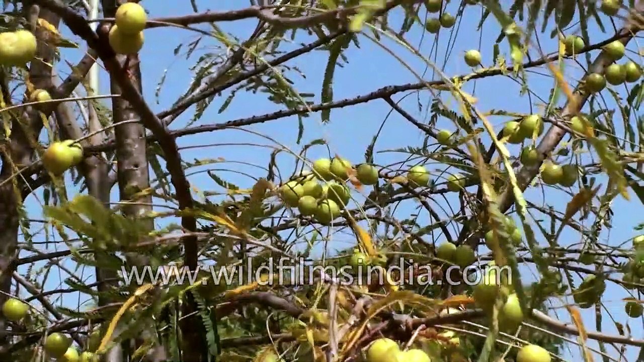 Medicinal plants, fruit and herbs of India    Part 1