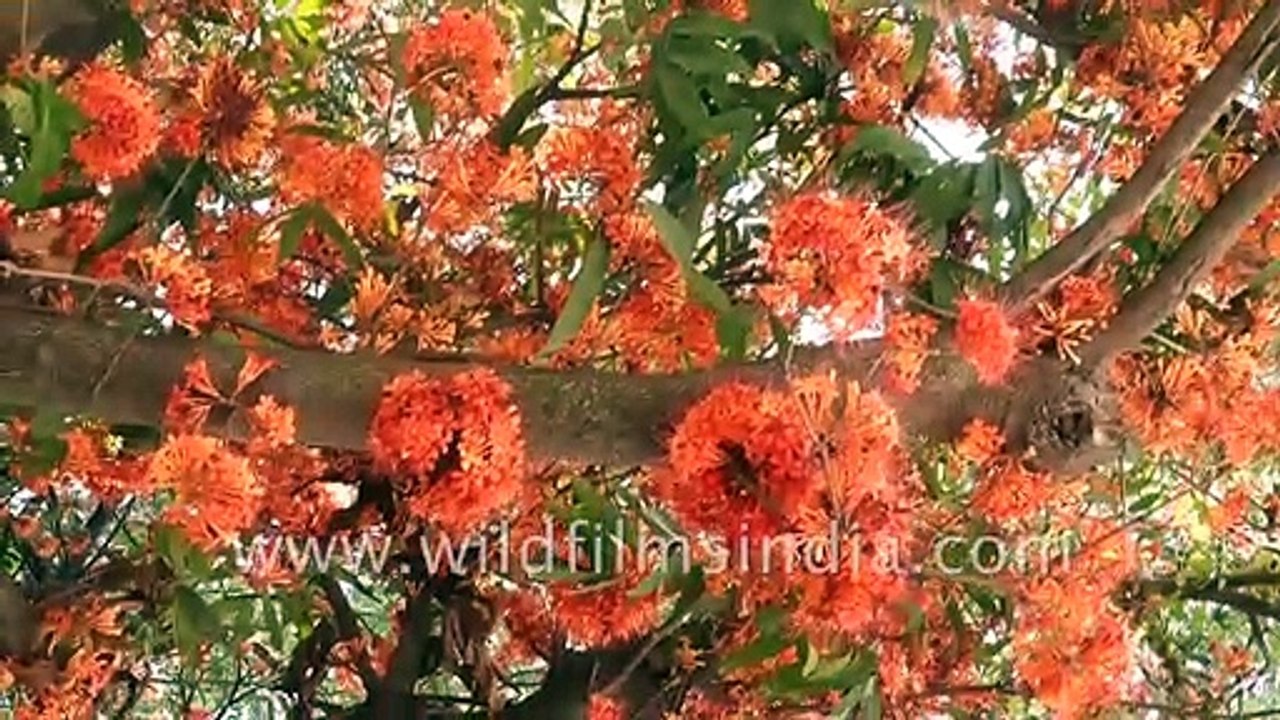 Sita Ashok tree flowers from the trunk itself_ Beautiful Indian flowering tree