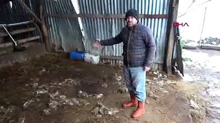 Köye inen kurtlar ortalığı savaş alanına çevirdi