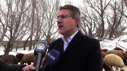 AĞRI - Devlet desteğiyle koyun sahibi olan besicilerin 'kuzu' sevinci