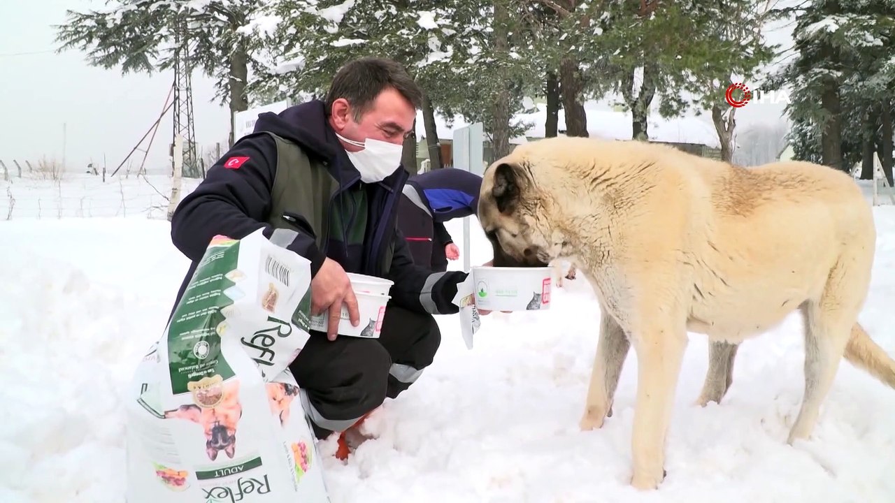 Can dostlar için kış öğünü