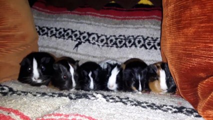 CAVIA PORCELLUS CJ RJ MARY TRIXIE IRIS CLOVER 20200220_115602