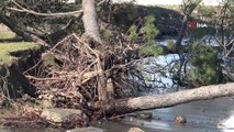 Kıyı erozyonu birçok ağacı kökünden söktü
