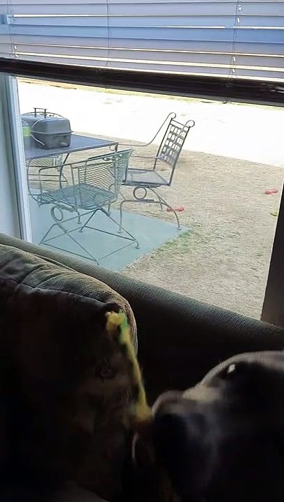 Claire Bear  Wants to Play outside