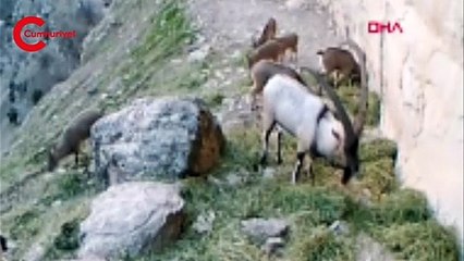 Tunceli'de yaban keçisi sürüsü fotokapanda
