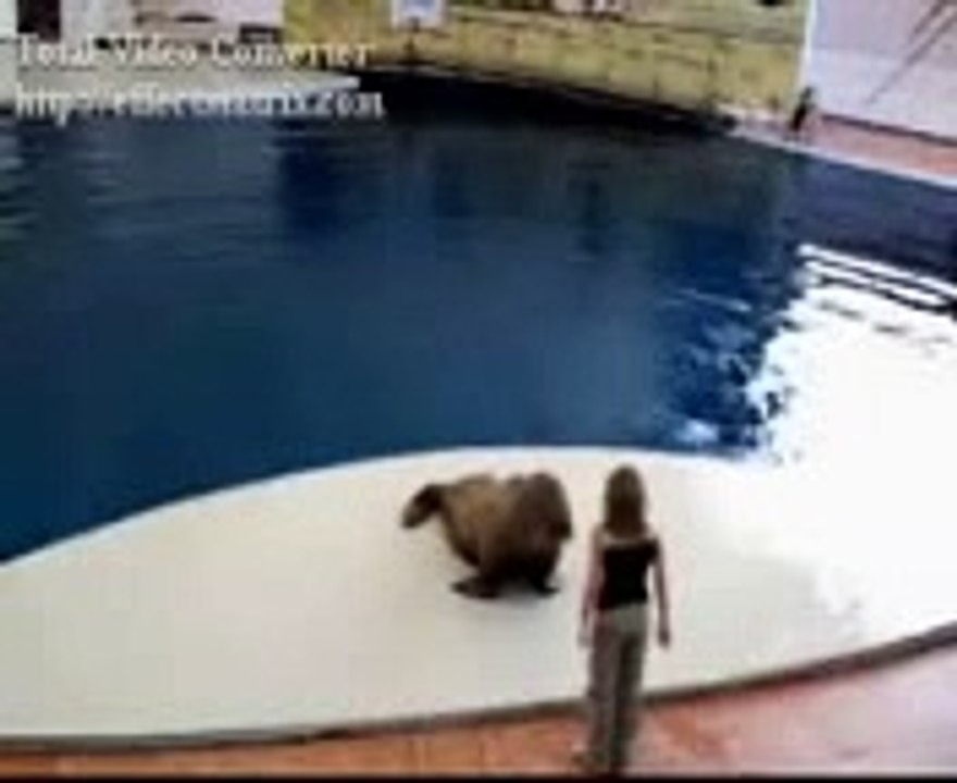 Dancing Walrus