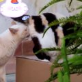 komik Kediler- Funniest Cats  - Don't try to hold back Laughter  - Funny Cats Life