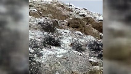 SİVAS - Üç vaşak görüntülendi