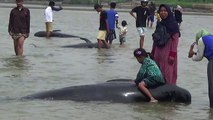 نفوق عشرات الحيتان الطيارة إثر جنوحها عند شاطئ إندونيسي