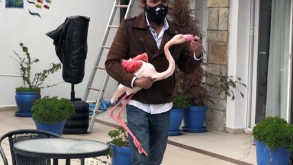 MUĞLA - Bodrum'da otelin bahçesine düşen yaralı flamingoya işletmenin yetkilileri sahip çıktı