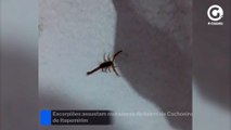 Escorpiões assustam moradores de bairro de Cachoeiro de Itapemirim