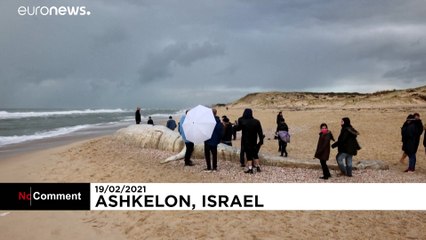 Ashkelon: Kadaver von 17-Meter-Wal an Strand gespült