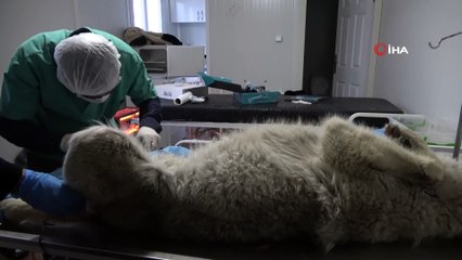 Yüksekova’da günlerdir korku salan kurt yakalandı