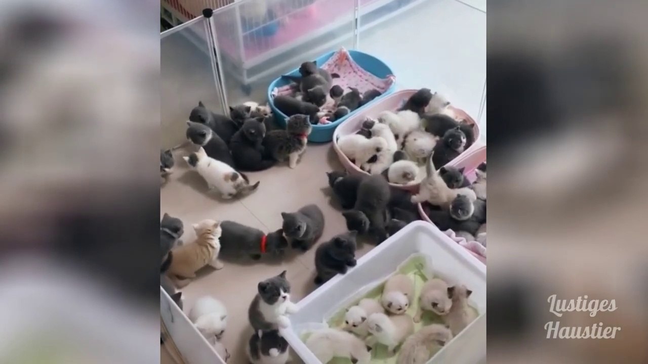 OMG_So_Cute_♡_Best_Funny_Cats_and_Dogs_Compilation