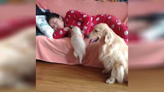 OMG_So_Cute_♡_Best_Funny_Cats_and_Dogs_Compilation