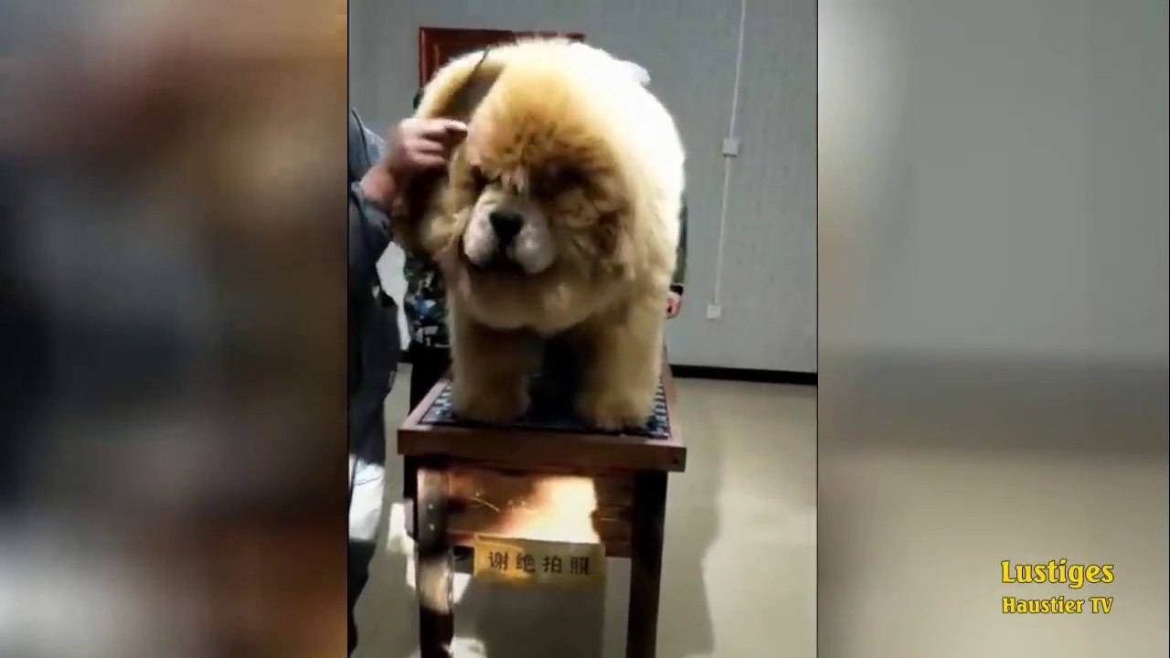 OMG_So_Cute_♡_Best_Funny_Cats_and_Dogs_Compilation
