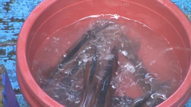 올해부터 오징어 어획량 제한...어민 '집단 반발' / YTN