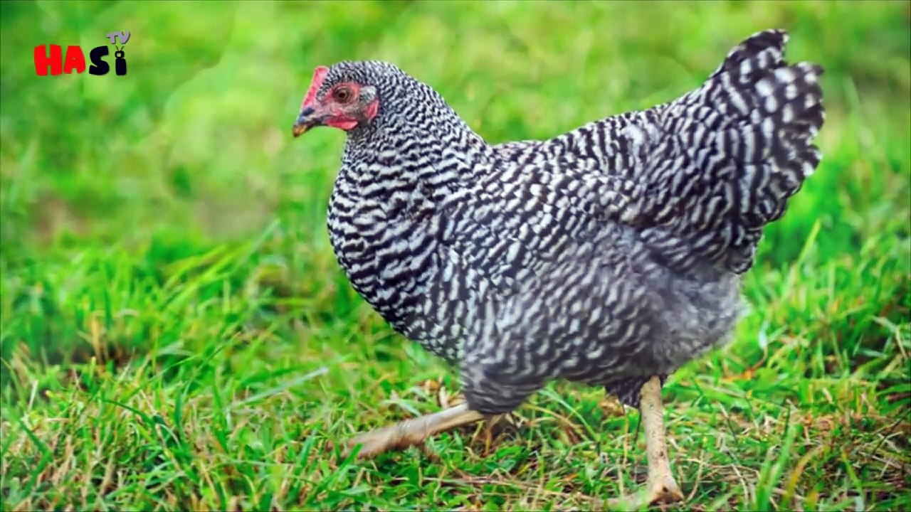 How Broiler Chickens are Produced and Effects Your Body - Urdu _ Hindi
