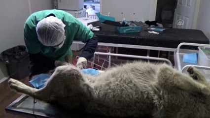 HAKKARİ - Yüksekova'da ilçe merkezine inen kurt ekipler tarafından yakalandı
