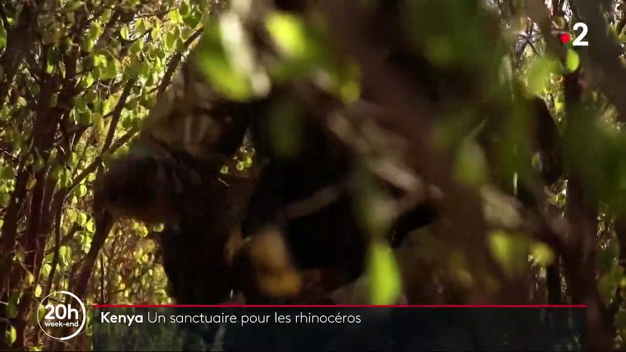 Kenya : comment les rhinocéros noirs sont protégés du braconnage