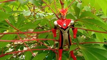 Finding Ultraman Rosso's Toy Ultraman Ginga Ultraman Geed on a Tree