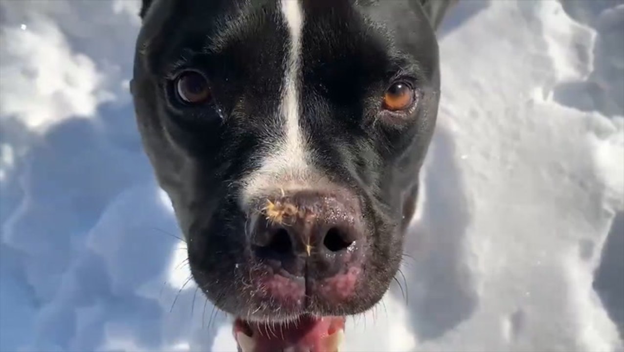 This dog really loves the snow