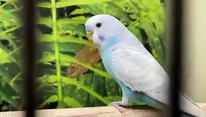 ویسے تو پوری ویڈیو کمال کی ہے پر وہ پل جب ننھا برڈی فیڈ لیتا ہے