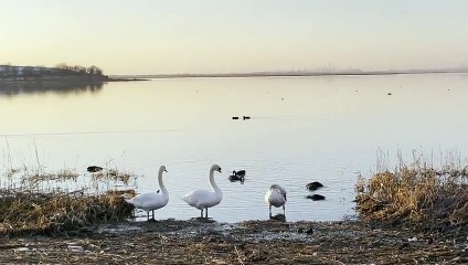 Ducks and river felling ALHUMDULLIHA