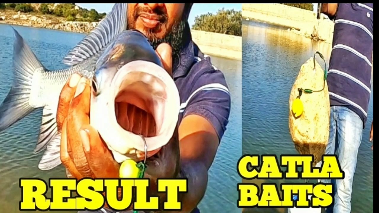 how to catch indian catla fish