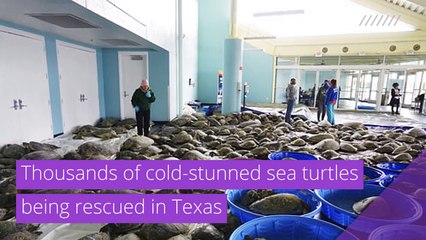 Thousands of cold-stunned sea turtles being rescued in Texas, and other top stories in strange news from February 21, 2021.