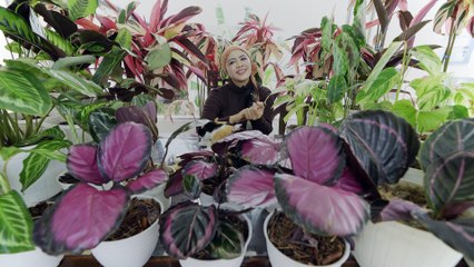 CALATHEA WILSON PRINCEPS