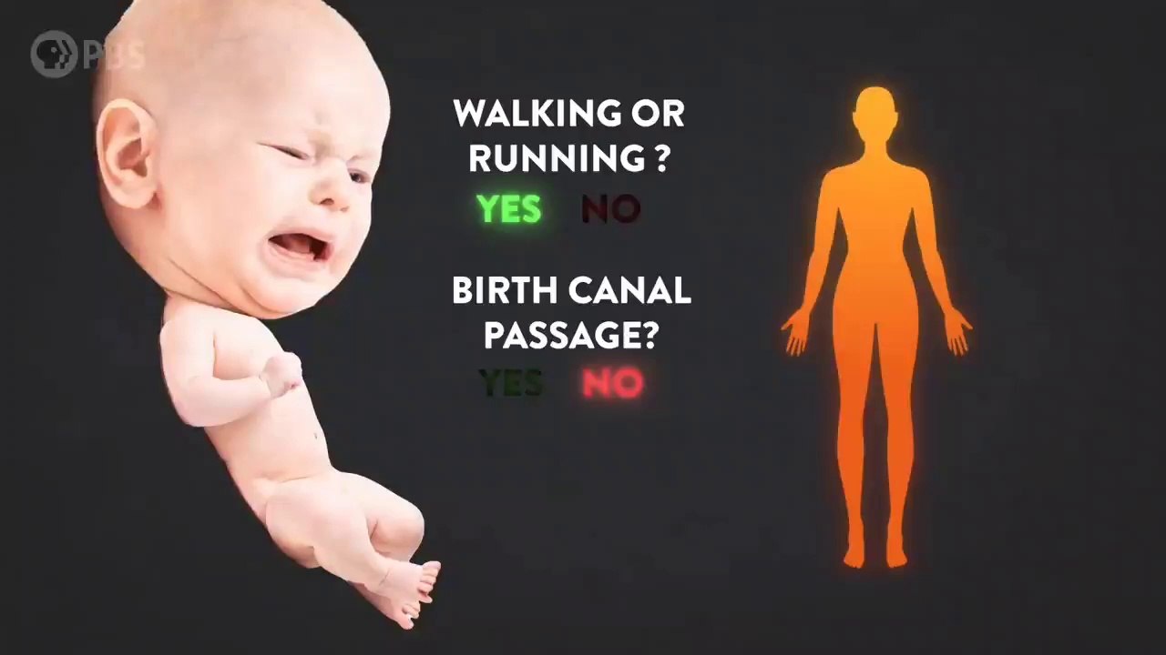 Humans are smart..so why are babies so unsmart??