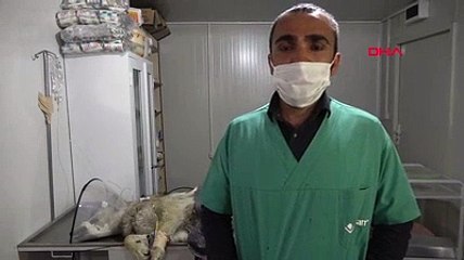 Yüksekova'da endişe yaratan kurt yakalandı