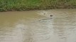 2 chiens poursuivent un énorme python dans l'eau... même pas peur
