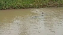 2 chiens poursuivent un énorme python dans l'eau... même pas peur