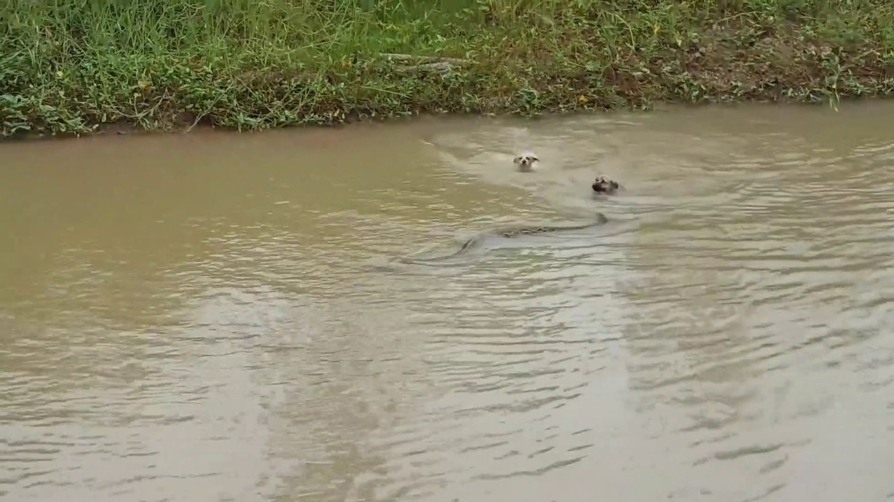2 chiens poursuivent un énorme python dans l'eau... même pas peur