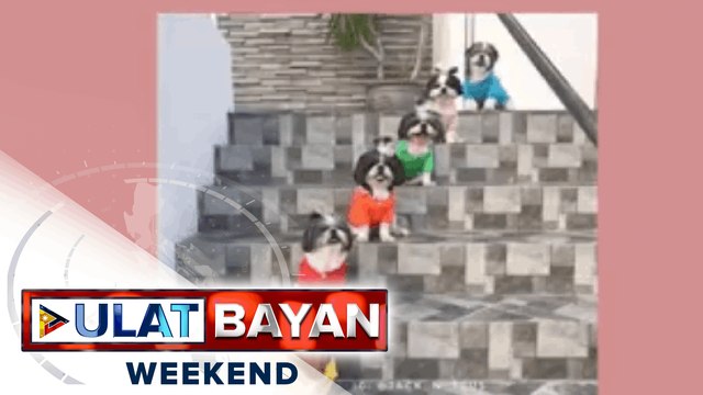 Shih tzu, pinaka-paboritong dog breed ng mga Pinoy ayon sa pag-aaral