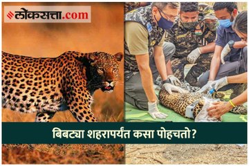 बिबट्या शहरापर्यंत कसा पोहचतो?; होणार उलगडा