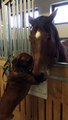 Delightful Doggy Comforts Sick Horse