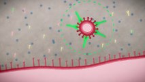 Les anticorps monoclonaux sont-ils un traitement d’avenir contre le coronavirus ?