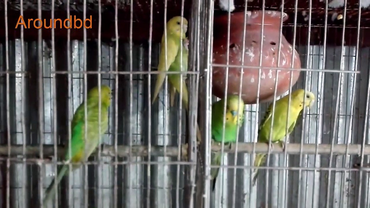 bird chirping sound effect birds sounds Amazing natural bird sounds