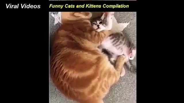 Funny cats and kittens compilation, kittens and puppies