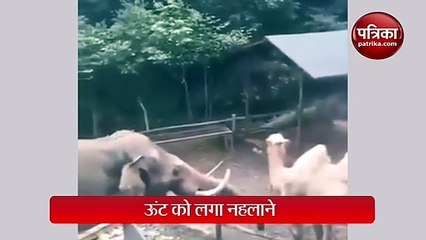 हाथी ने सूंड में पानी भरकर ऊंट को नहलाया, वायरल हो रहा मजेदार वीडियो