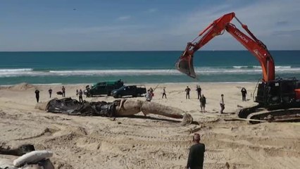 Israel busca al culpable de un vertido de alquitrán que ha causado una catástrofe ecológica en su costa mediterránea