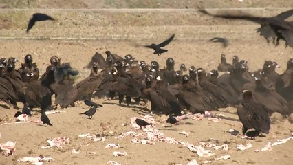 독수리가 관광 산업 '효자'...보호 나선 경남 고성군 / YTN