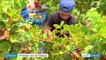 Viticulture : La Réunion commence les vendanges