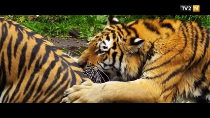 Dyrene i Aalborg Zoo og musik i baggrunden (Gaardsmand Film 2012) TV2 NORD - TV2 Danmark